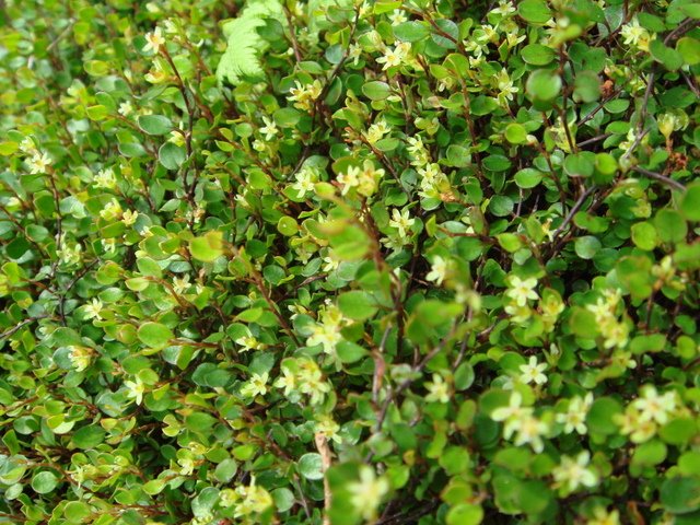 Muehlenbeckia axillaris fleur